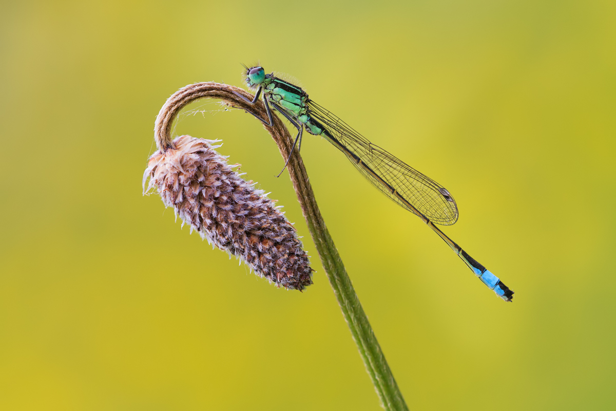 Blue-Tailed Damselfly 5